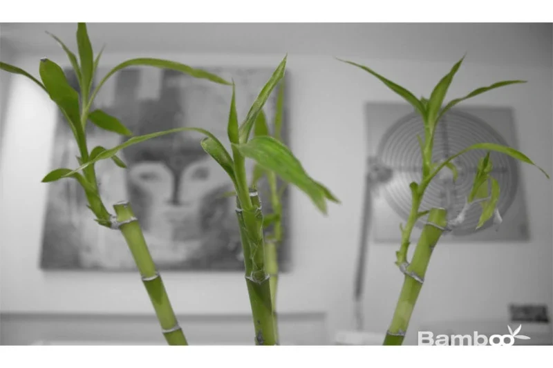 espacio-bamboo-13