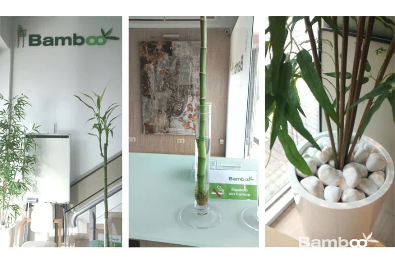 espacio-bamboo-4